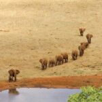 5 Day Tsavo [East & West] Amboseli & Taita Wildlife Park Safari Expedition - Who Will Love This Safari?