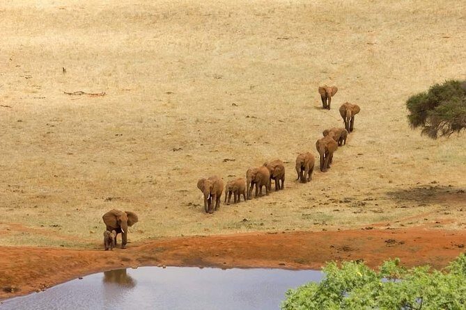 5 Day Tsavo [East & West] Amboseli & Taita Wildlife Park Safari Expedition - Who Will Love This Safari?