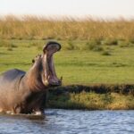5-DAY Victoria Falls and Chobe National Park - Key Points