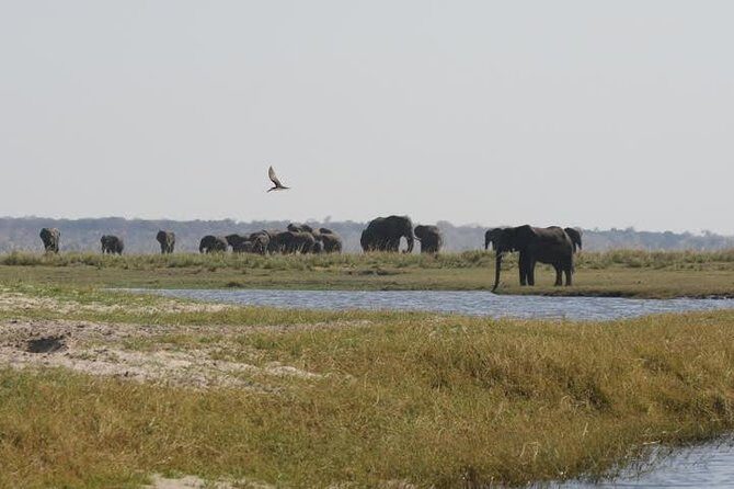 5 Day Victoria Falls and Hwange National Park Accommodated Tour Safari - Practical Details and Why They Matter