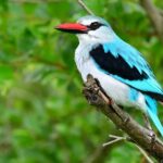 5 Day Wildlife Photographic Safari - Kruger National Park - B1 Photo Safaris - An In-Depth Look at the Safari Experience