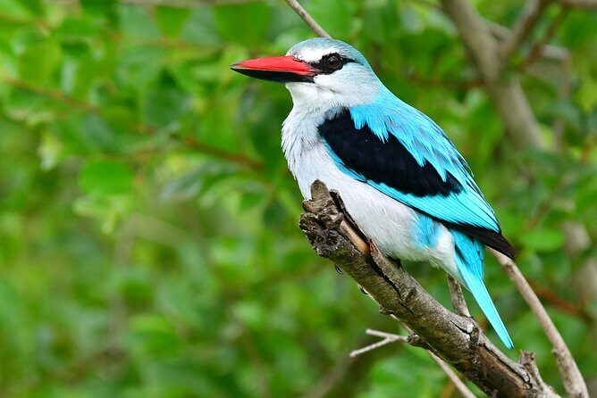 5 Day Wildlife Photographic Safari - Kruger National Park - B1 Photo Safaris - An In-Depth Look at the Safari Experience