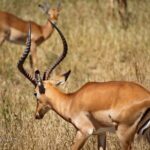 5 Days / 4 Nights Join group safari - Day 2-3: Serengeti National Park