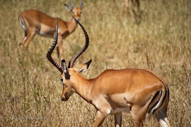 5 Days / 4 Nights Join group safari - Day 2-3: Serengeti National Park