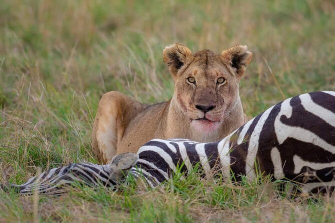 5 Days Affordable Budget Safari to Northern Tanzania - Who Should Consider This Safari?