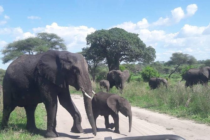 5 Days African Safaris - Final Thoughts