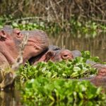 5 Days Best Of Kenya Safari - What Do Reviewers Say?