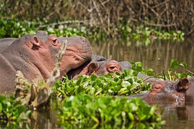 5 Days Best Of Kenya Safari - What Do Reviewers Say?