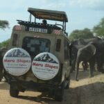 5 Days Best of Northern Circuit Budget Safari in Tanzania - Day 3: Early Rise and More Serengeti