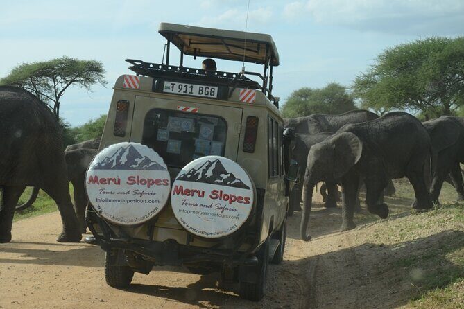 5 Days Best of Northern Circuit Budget Safari in Tanzania - Day 3: Early Rise and More Serengeti