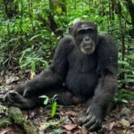 5 days best wildlife experience in Uganda - Day 3: The Drive to Queen Elizabeth & Katwe Salt Lake
