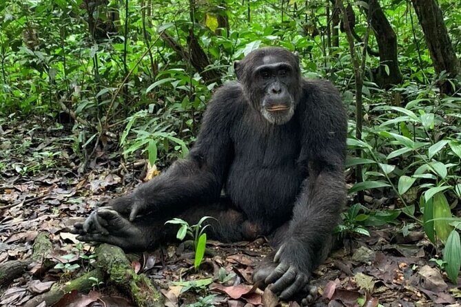 5 days best wildlife experience in Uganda - Day 3: The Drive to Queen Elizabeth & Katwe Salt Lake