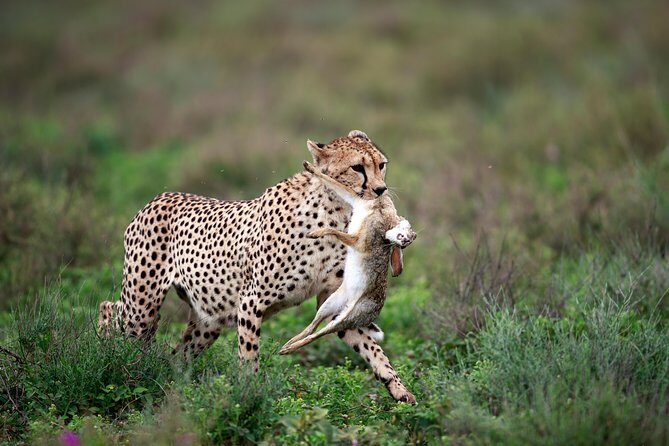 5 Days Big Five Adventures Luxury Lodge Safari in Tanzania - What Makes the Experience Special?