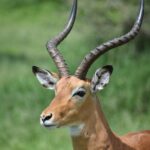 5 DAYS BUDGET SAFARI ( Tarangire, Ngorongoro Crater & Serengeti National parks) - Day-by-Day Breakdown: What to Expect