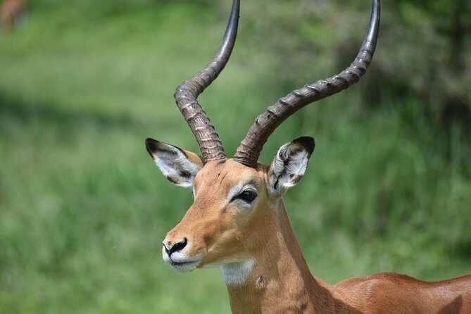 5 DAYS BUDGET SAFARI ( Tarangire, Ngorongoro Crater & Serengeti National parks) - Day-by-Day Breakdown: What to Expect