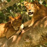 5 Days Bwindi gorilla trekking and Queen Elizabeth safari - Why This Tour Offers Great Value