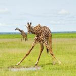 5 Days Comfort Safari in Tanzania - Key Points