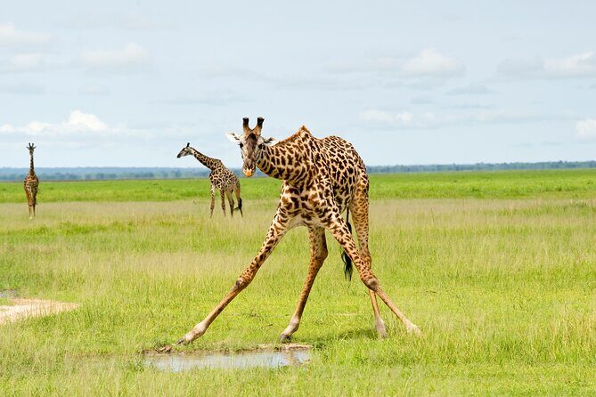 5 Days Comfort Safari in Tanzania - Key Points