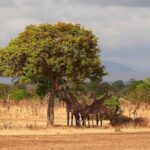 5 Days Fantastic Tanzania Lodge Safaris - Who Will Love This Safari?