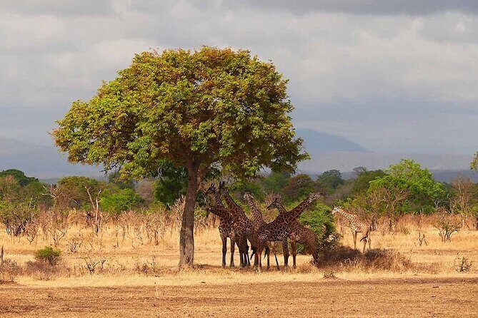 5 Days Fantastic Tanzania Lodge Safaris - Who Will Love This Safari?