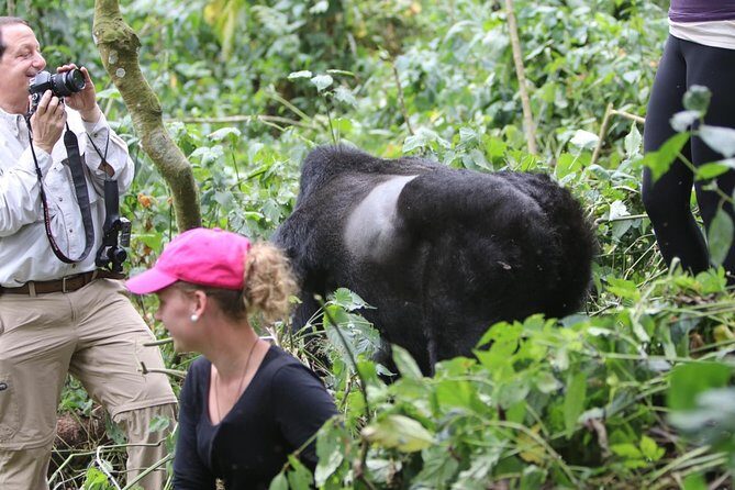 5 days gorilla & Wildlife safari in Uganda - Why This Tour Offers Great Value