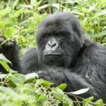 5 days gorillas and chimpanzee tracking - Starting Point: Kibale National Park – Chimpanzee Capital of Uganda