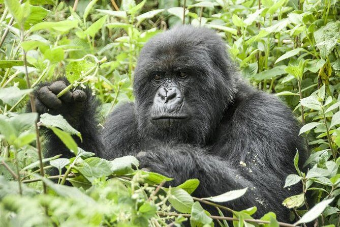 5 days gorillas and chimpanzee tracking - Starting Point: Kibale National Park – Chimpanzee Capital of Uganda