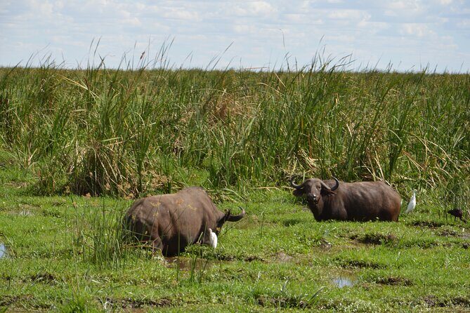 5 Days Group Camping Safari - The Practical Side: What You Need to Know