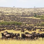 5 Days Hell's Gate, L. Naivasha, L. Nakuru & Masai Mara Luxury Safari - Final Thoughts