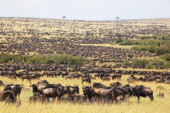 5 Days Hell's Gate, L. Naivasha, L. Nakuru & Masai Mara Luxury Safari - Final Thoughts