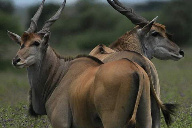 5 days into the heart of serengeti (serengeti, ngorongoro, lake manyara) - Final Thoughts: Is This Tour Right for You?