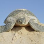 5 Days Jewels Of Oman Package - Who Will Love This Tour?