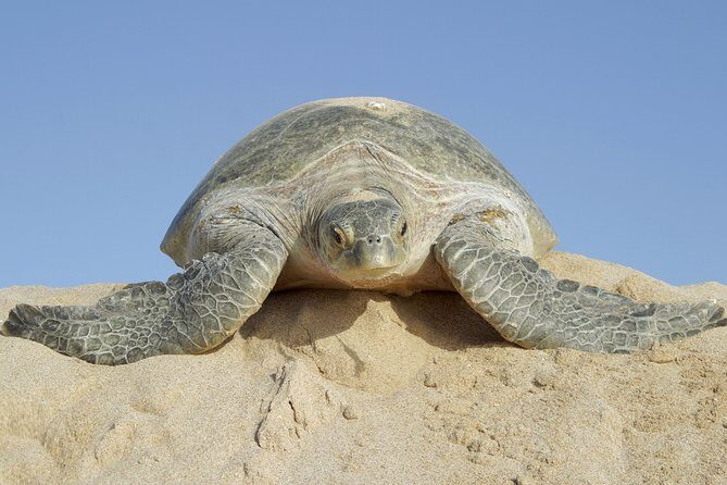 5 Days Jewels Of Oman Package - Who Will Love This Tour?