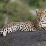 5 Days: Lake Manyara / Serengeti / Ngorongoro - An In-Depth Look at the Itinerary