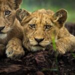 5-Days Lake Manyara, Serengeti, Ngorongoro Crater and Tarangire - FAQs