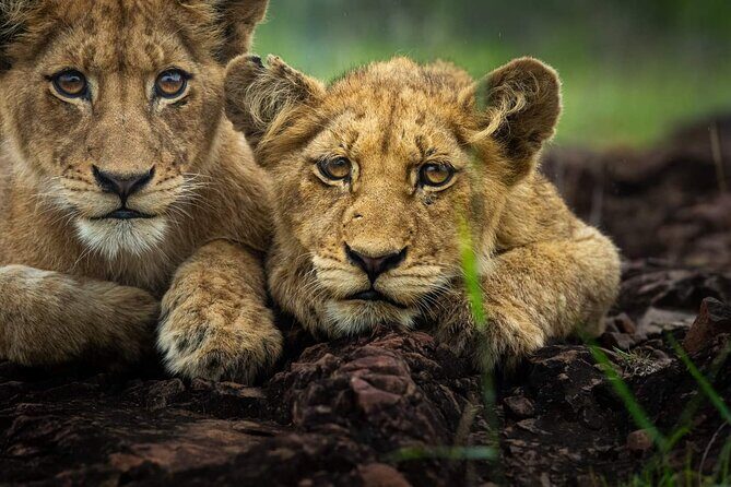 5-Days Lake Manyara, Serengeti, Ngorongoro Crater and Tarangire - FAQs