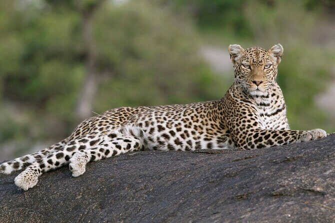 5 Days: Lake Manyara / Serengeti / Ngorongoro - An In-Depth Look at the Itinerary