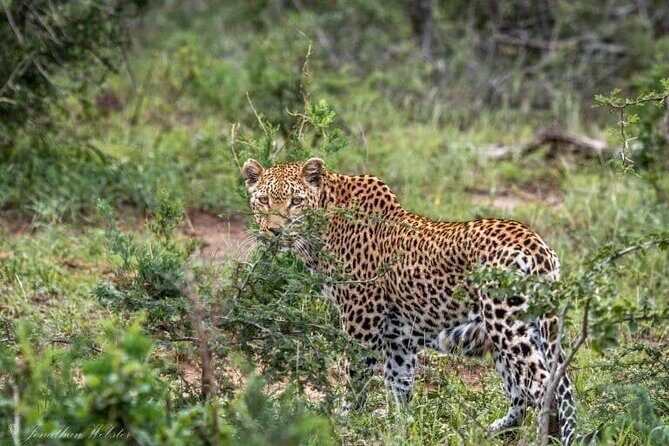 5 Days Lake Nakuru-Lake Naivasha & Maasai Mara Safari - Authenticity and Reviews from Past Travelers