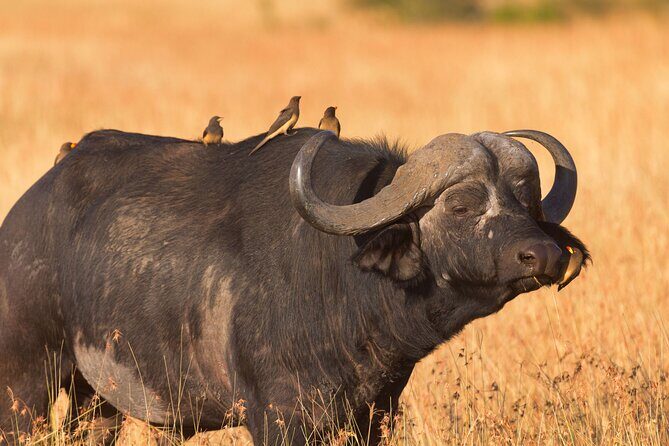 5 Days Lodge Luxury: A Taste of Tanzania Safari - The Sum Up