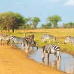5 Days Lodge Safari. - Detailed Safari Experience