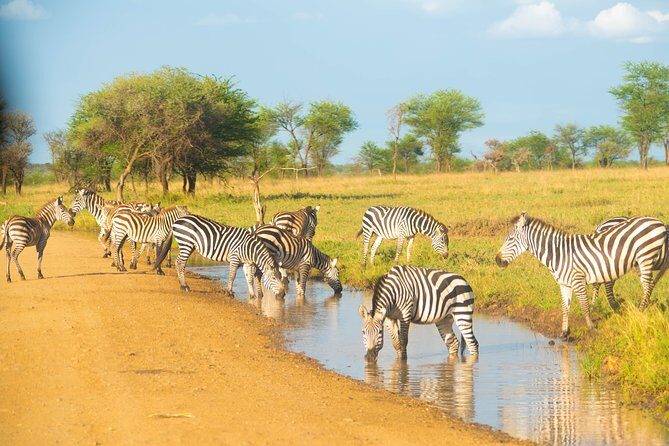 5 Days Lodge Safari. - Detailed Safari Experience