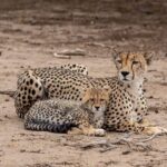 5 Days Luxury Lodge Safari Tour Tanzania - An In-Depth Look at the Itinerary