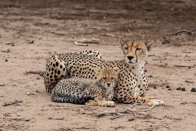 5 Days Luxury Lodge Safari Tour Tanzania - An In-Depth Look at the Itinerary
