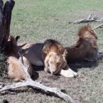 5 days maasai mara -lake naivasha-lake nakuru - Authentic Traveler Insights