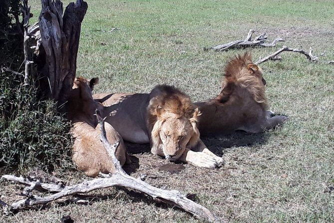 5 days maasai mara -lake naivasha-lake nakuru - Authentic Traveler Insights