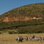 5 Days Maasai mara, Lake Nakuru, samburu private lodge safari - Overview of the Safari Experience