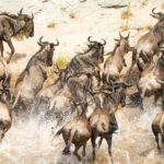 5-Days Masai Mara- Lake Nakuru - Lake Naivasha Kenya Safari Tour - Pricing and Value