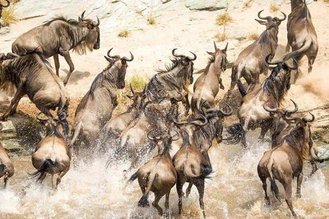5-Days Masai Mara- Lake Nakuru - Lake Naivasha Kenya Safari Tour - Pricing and Value