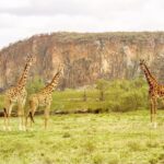 5 Days Masai Mara, Lake Nakuru & Naivasha Budget Joining Safari - Practical Tips for Future Travelers
