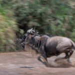 5 days Masai Mara Wildebeest migration safari - Final Thoughts